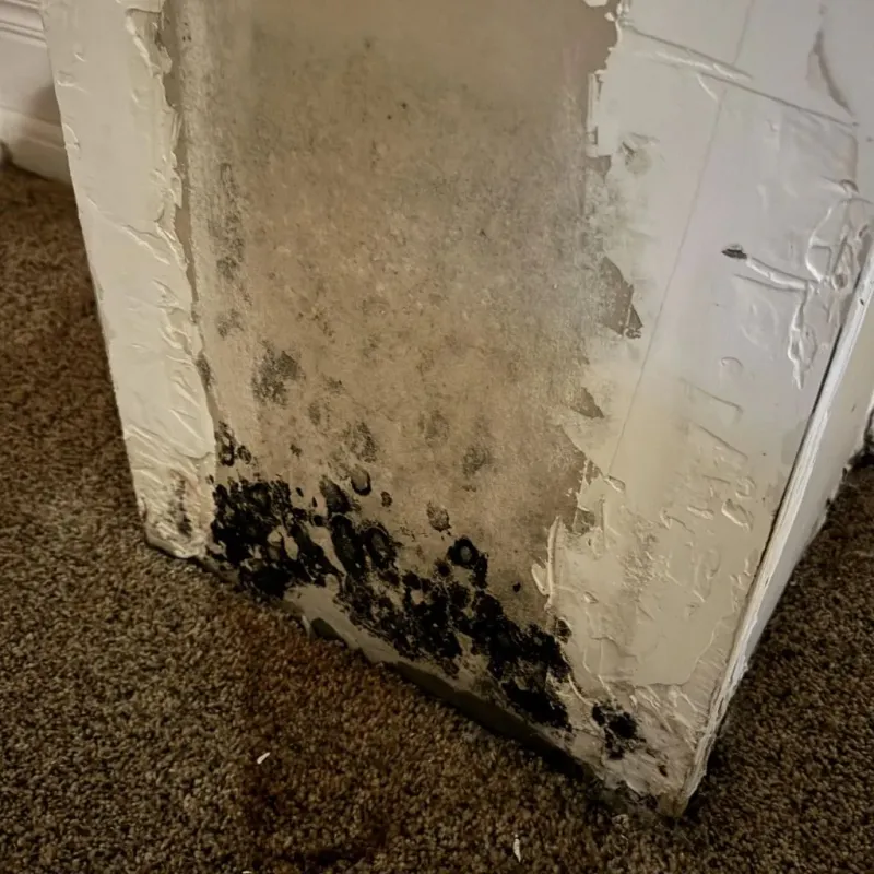 Professional Mold Removal in Upshur County, TX